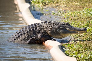 Phinizy Swamp Alligator   Augusta GA 6688
